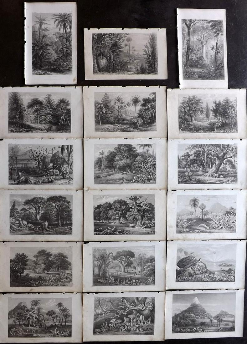 Rhind, William 1862 Lot of 18 Botanical Prints (1 of 8)