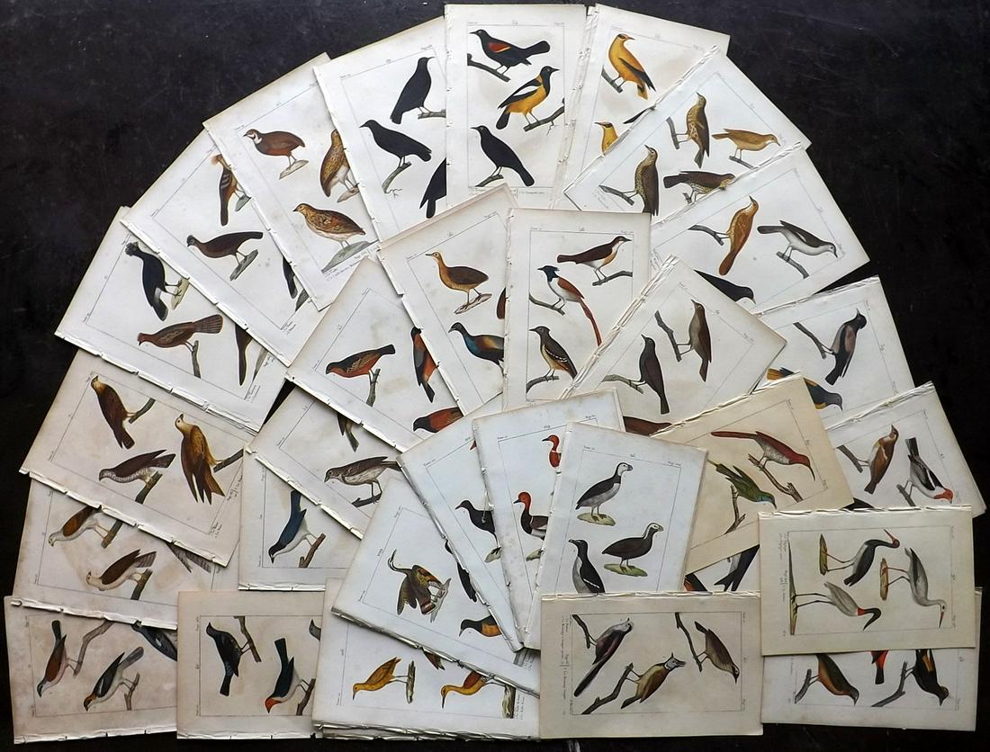 Buffon & Lacepede 1820 Lot of 54 HCol Bird Prints (1 of 9)