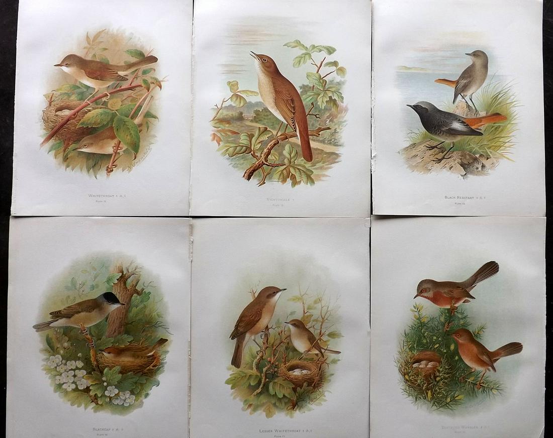 Butler, Arthur 1908 Lot of 6 Antique Bird Prints (1 of 2)