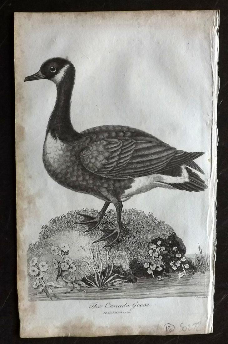 Linnaeus & George Edwards 1813 Bird Print. Canada Goose (1 of 2)