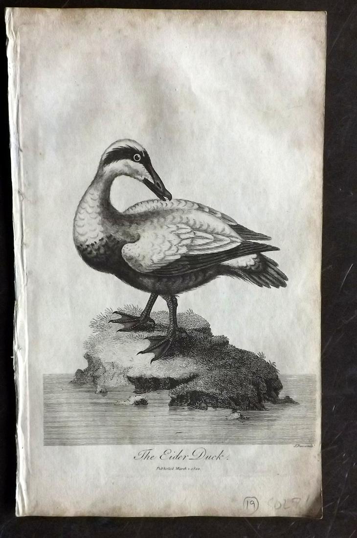 Linnaeus & George Edwards 1813 Bird Print. Eider Duck (1 of 2)