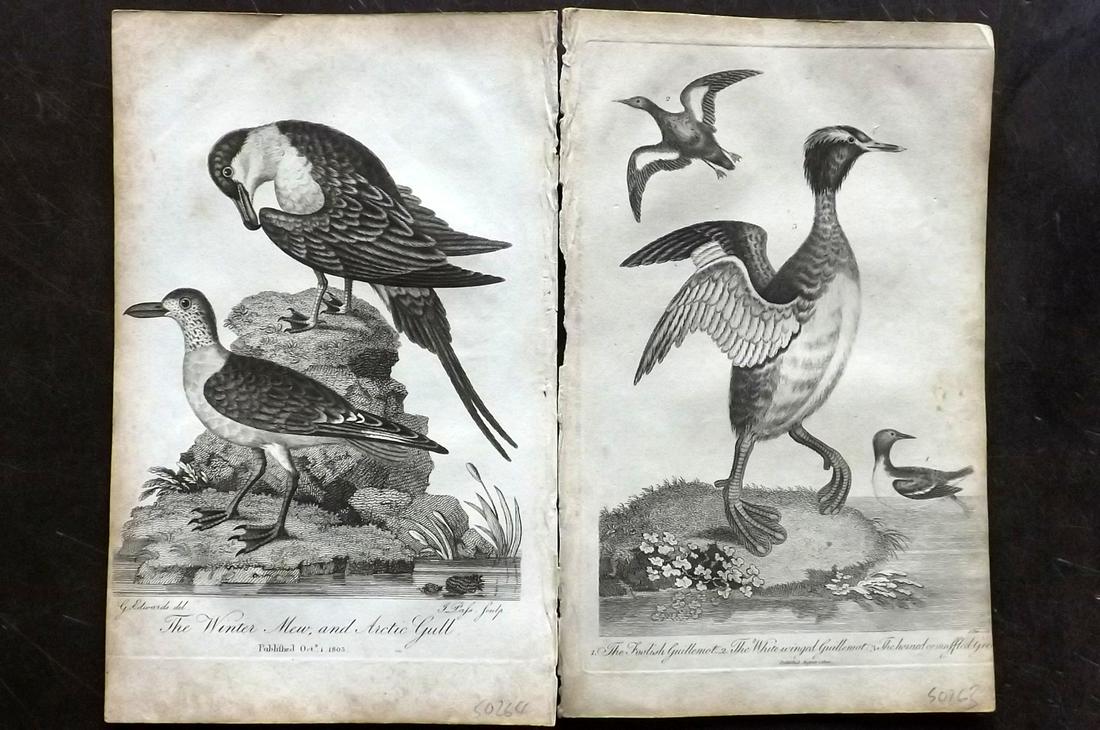 Linnaeus & George Edwards 1813 Pair of Bird Prints: Guillemot, Winter Mew and Arctic Gull. Copper Plates Published 1813, London for "A Genuine and Universal System of Natural History" by Carl Linnaeus and Ebenezer Sibly. Illustrated after George Edward