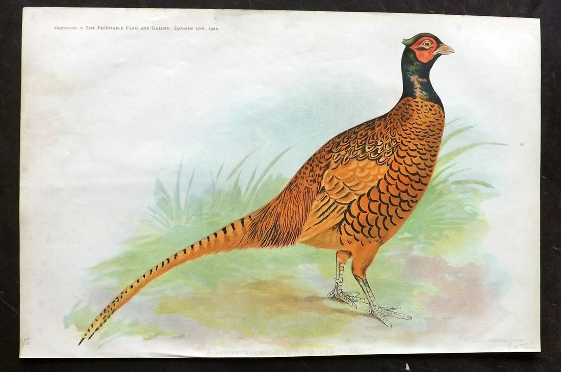 Profitable Farm & Garden 1902 Folio Bird Print Pheasant (1 of 2)