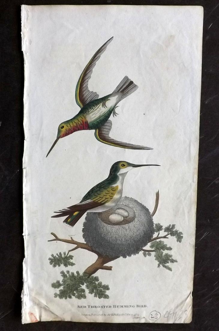 Shaw, Simeon 1823 Hand Col Bird Print. Hummingbird: Hand Colored Copper Plate Published 1823, London for "Nature Displayed in the Heavens, and on the Earth" by Simeon Shaw. Paper Size: 8 x 4.5 inch (20 x 12cm) Minor background toning, good condition.