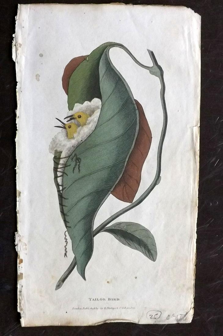 Shaw, Simeon 1823 Hand Col Bird Print. Tailor Bird: Hand Colored Copper Plate Published 1823, London for "Nature Displayed in the Heavens, and on the Earth" by Simeon Shaw. Paper Size: 8 x 4.5 inch (20 x 12cm) Minor background toning, good condition.