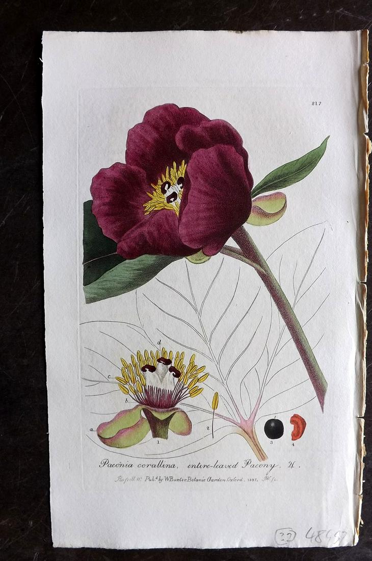 Baxter, William 1836 Hand Col Botanical Print. Peony (1 of 2)