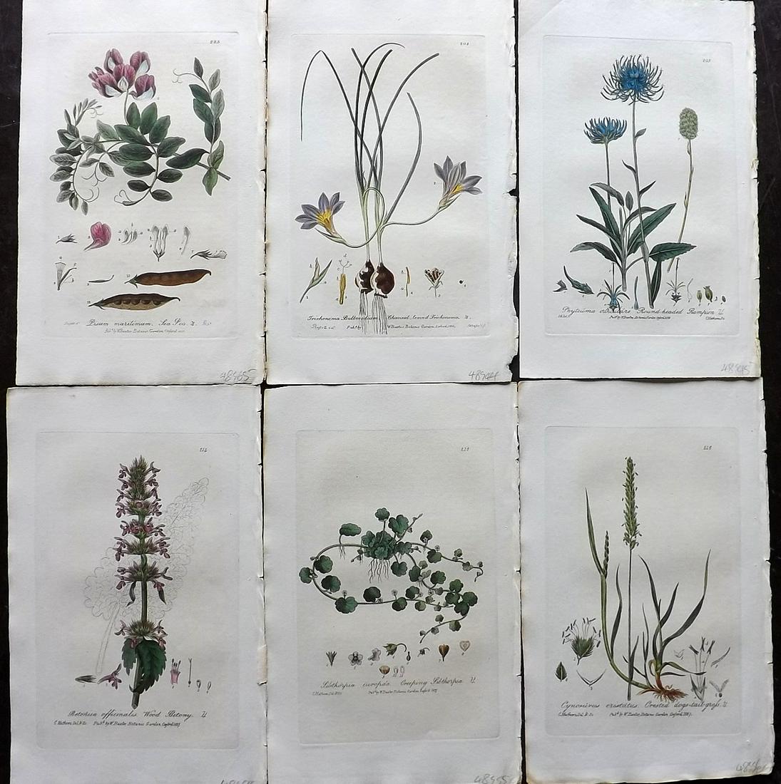 Baxter, William 1836 Lot 6 Hand Col Botanical Prints: Hand Colored Etchings Published 1834-43, Oxford for "British Phaenogamous Botany; or, Figures and Descriptions of British Flowering Plants" by William Baxter. Paper Size: 9 x 5.5 inch (23 x 14cm) Very