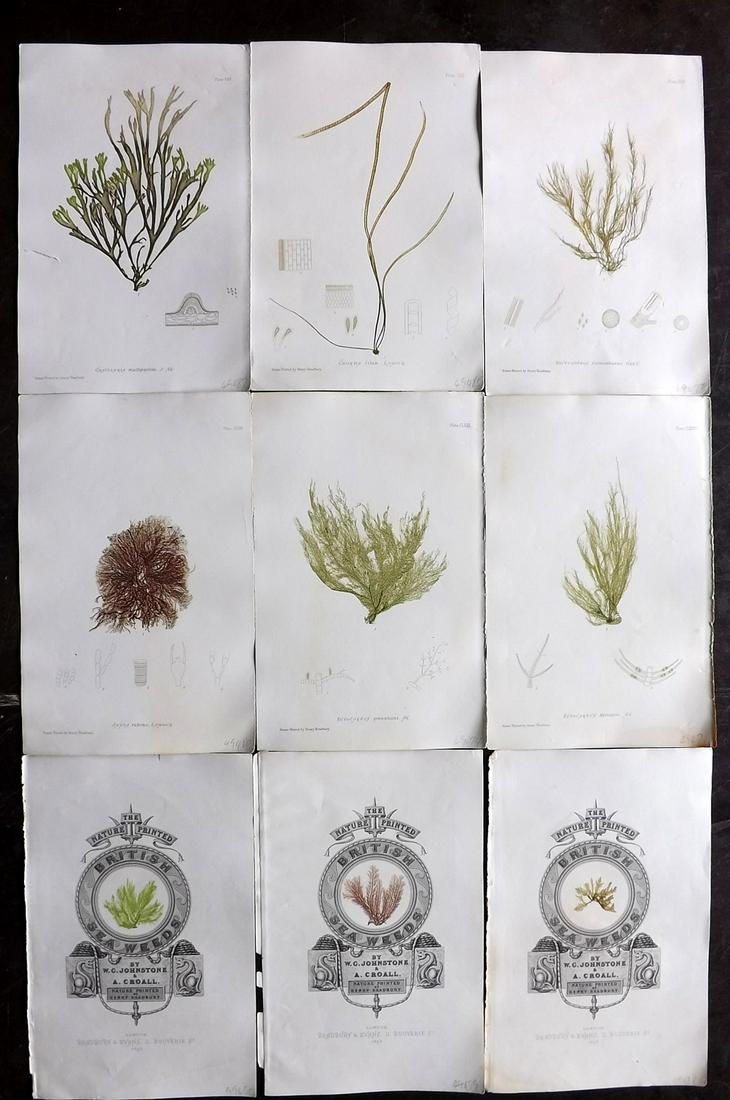 Bradbury, Henry 1859 Lot of 9 Antique Seaweed Prints (1 of 1)