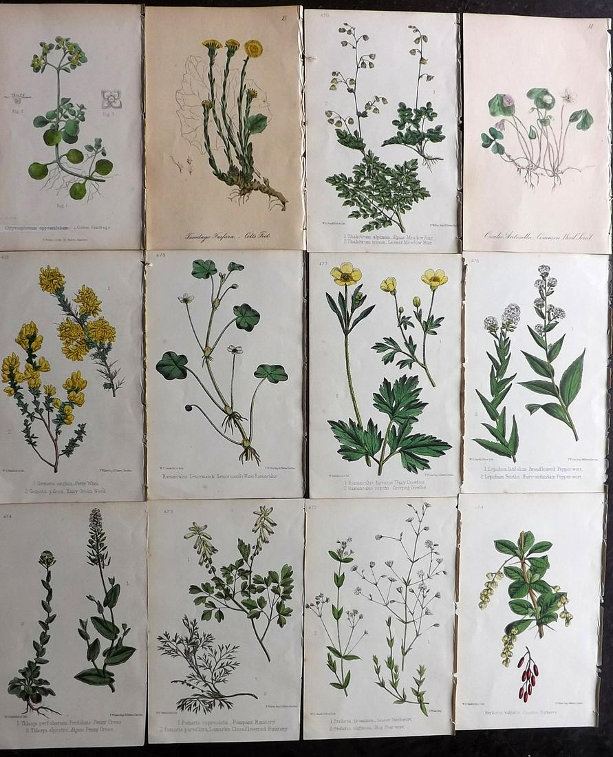 Hogg & Johnson C1870 Lot of 12 HCol Botanical Prints: Hand Coloured Lithographs Published 1863-1880, London for "The Wild Flowers of Great Britain" by Robert Hogg & George W. Johnson. Paper Size: 9 x 5.5 inch (23 x 14cm) Good Condition