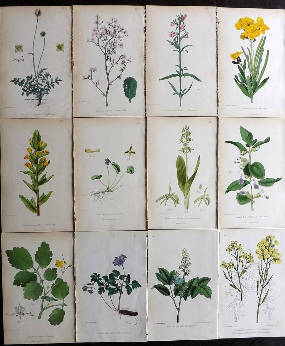 Hogg & Johnson C1870 Lot of 12 HCol Botanical Prints: Hand Coloured Lithographs Published 1863-1880, London for "The Wild Flowers of Great Britain" by Robert Hogg & George W. Johnson. Paper Size: 9 x 5.5 inch (23 x 14cm) Good Condition