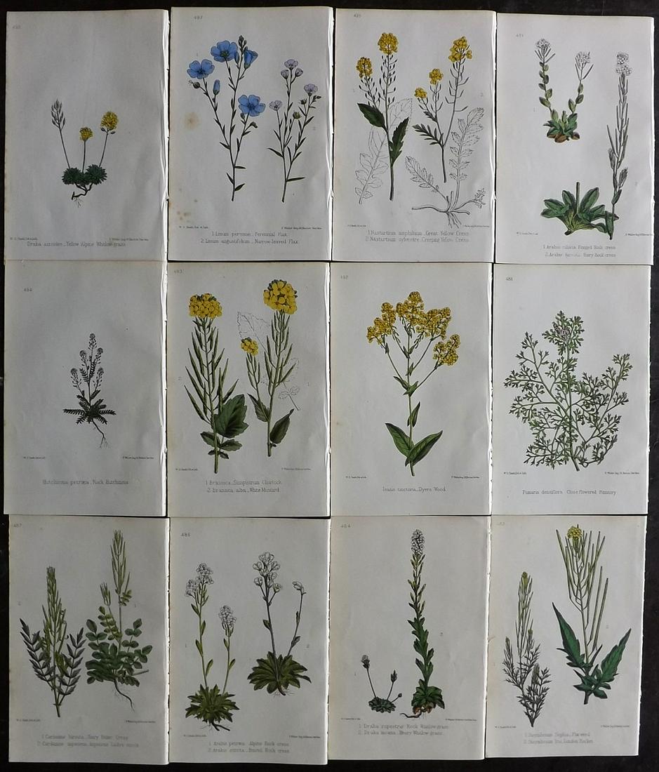 Hogg & Johnson C1870 Lot of 12 HCol Botanical Prints: Hand Coloured Lithographs Published 1863-1880, London for "The Wild Flowers of Great Britain" by Robert Hogg & George W. Johnson. Paper Size: 9 x 5.5 inch (23 x 14cm) Good Condition