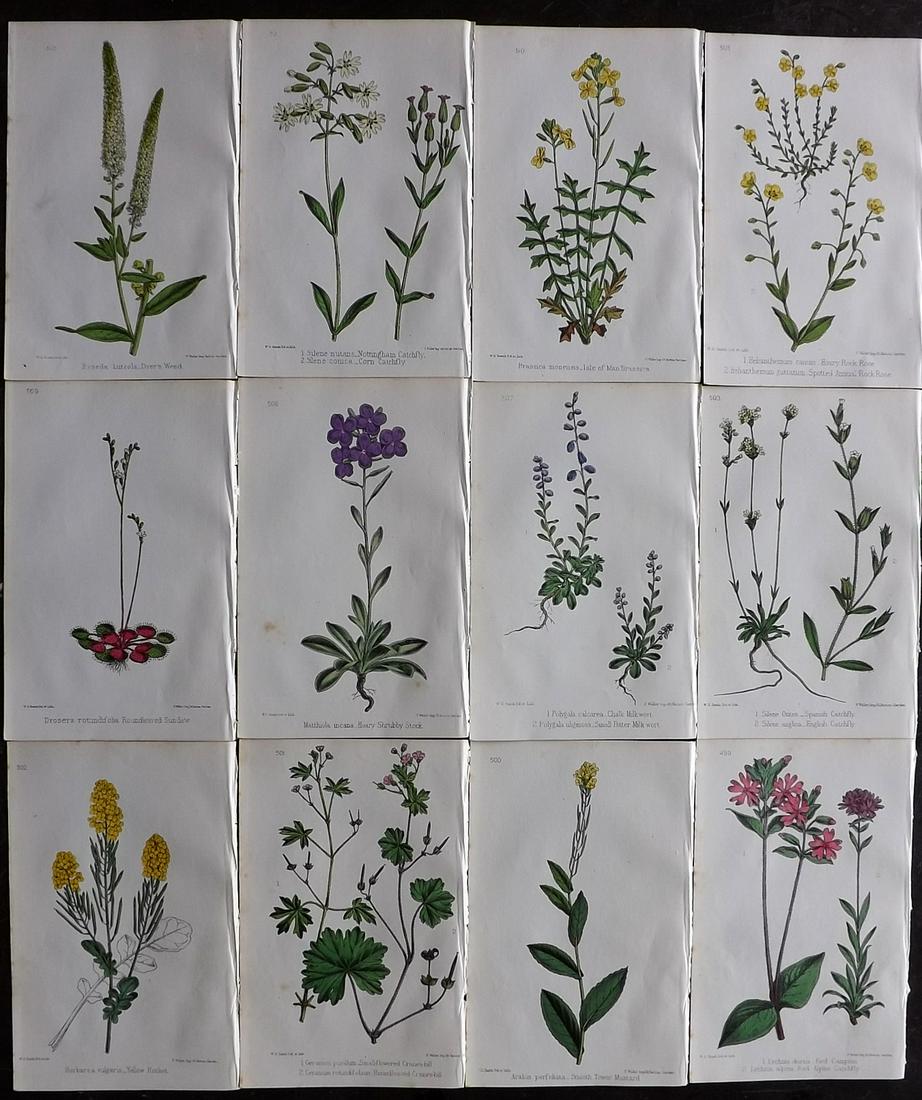 Hogg & Johnson C1870 Lot of 12 HCol Botanical Prints: Hand Coloured Lithographs Published 1863-1880, London for "The Wild Flowers of Great Britain" by Robert Hogg & George W. Johnson. Paper Size: 9 x 5.5 inch (23 x 14cm) Good Condition