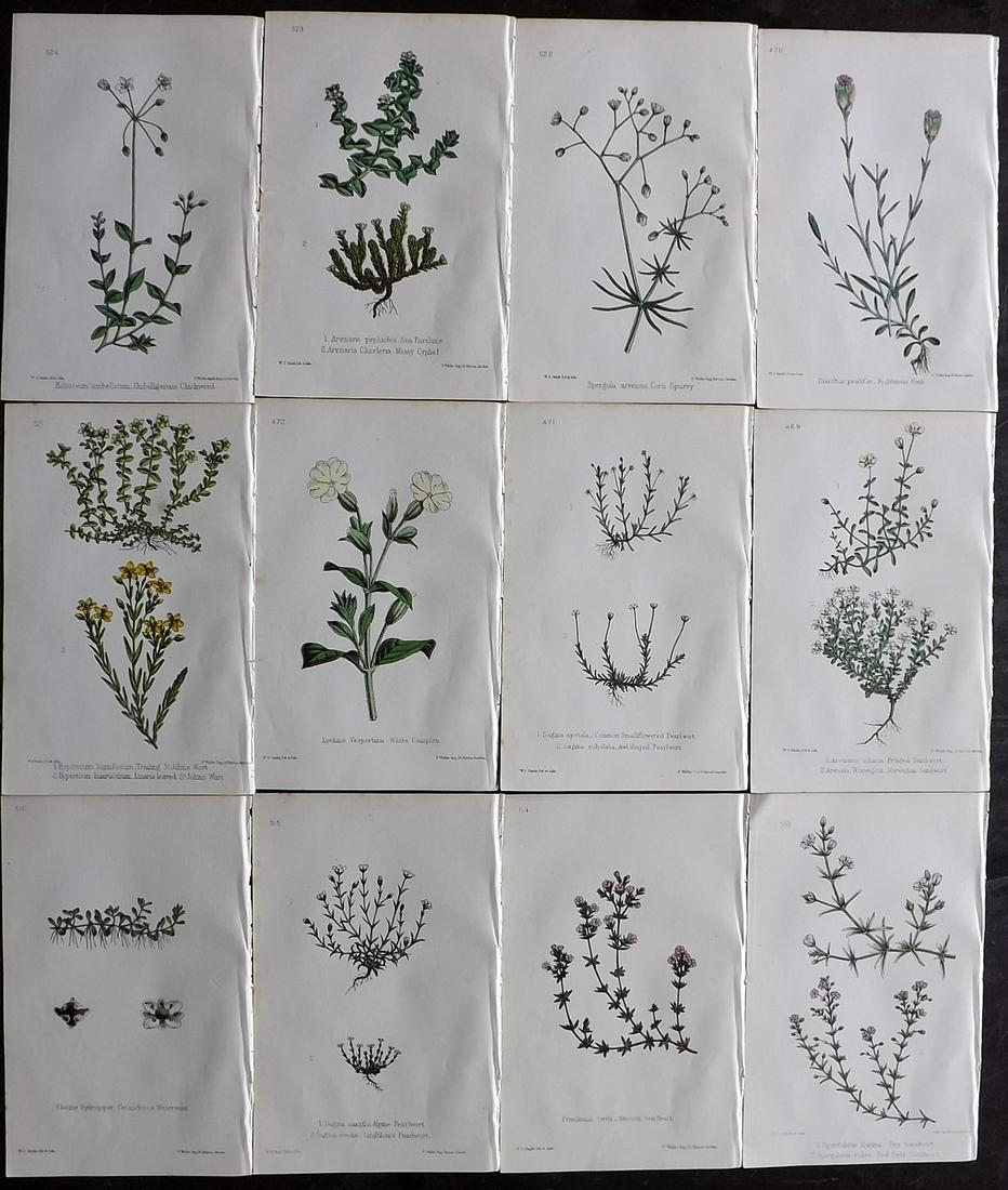 Hogg & Johnson C1870 Lot of 12 HCol Botanical Prints: Hand Coloured Lithographs Published 1863-1880, London for "The Wild Flowers of Great Britain" by Robert Hogg & George W. Johnson. Paper Size: 9 x 5.5 inch (23 x 14cm) Good Condition
