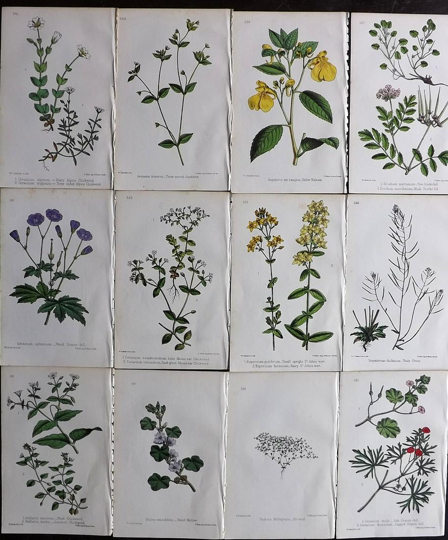 Hogg & Johnson C1870 Lot of 12 HCol Botanical Prints: Hand Coloured Lithographs Published 1863-1880, London for "The Wild Flowers of Great Britain" by Robert Hogg & George W. Johnson. Paper Size: 9 x 5.5 inch (23 x 14cm) Good Condition