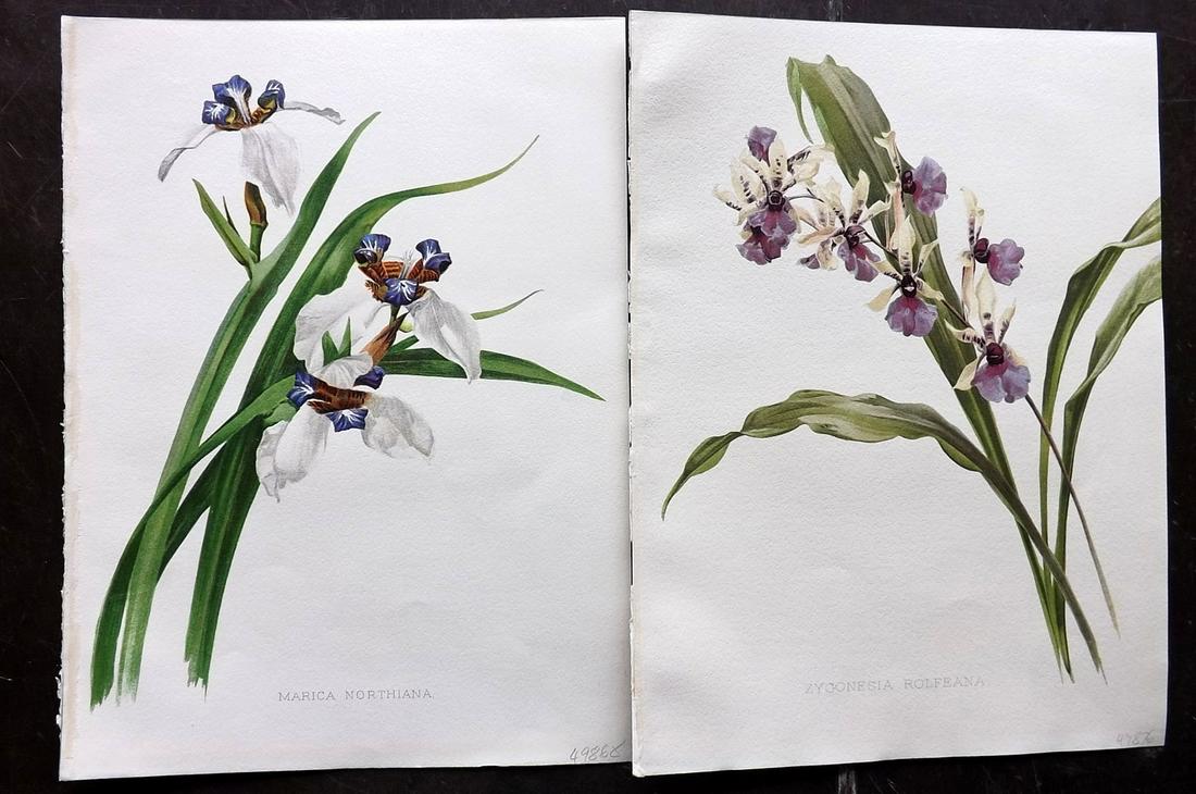 Moon, Henry 1905 Pair of Folio Botanical Prints (1 of 2)