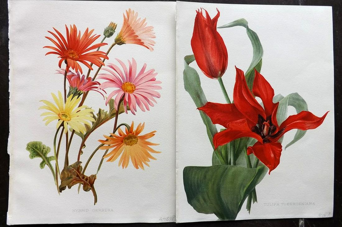 Moon, Henry 1905 Pair of Folio Botanical Prints (1 of 2)