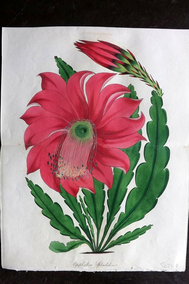 Paxton, Joseph 1834 HC Double Botanical Print. Cactus (1 of 2)