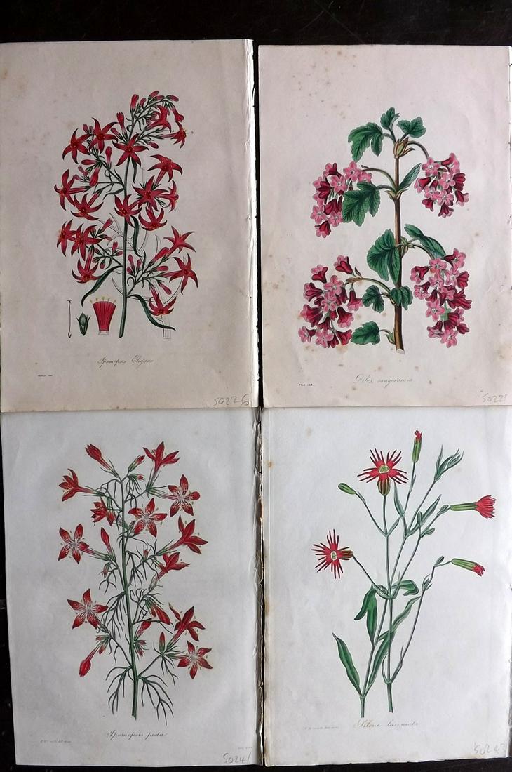 Paxton, Joseph 1834 Lot of 4 Hand Col Botanical Prints (1 of 2)