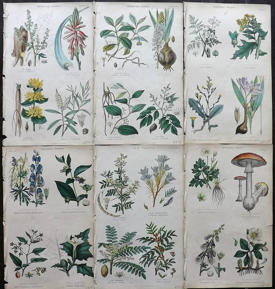 Rhind, William 1862 Lot of 6 Hand Col Botanical Prints (1 of 2)