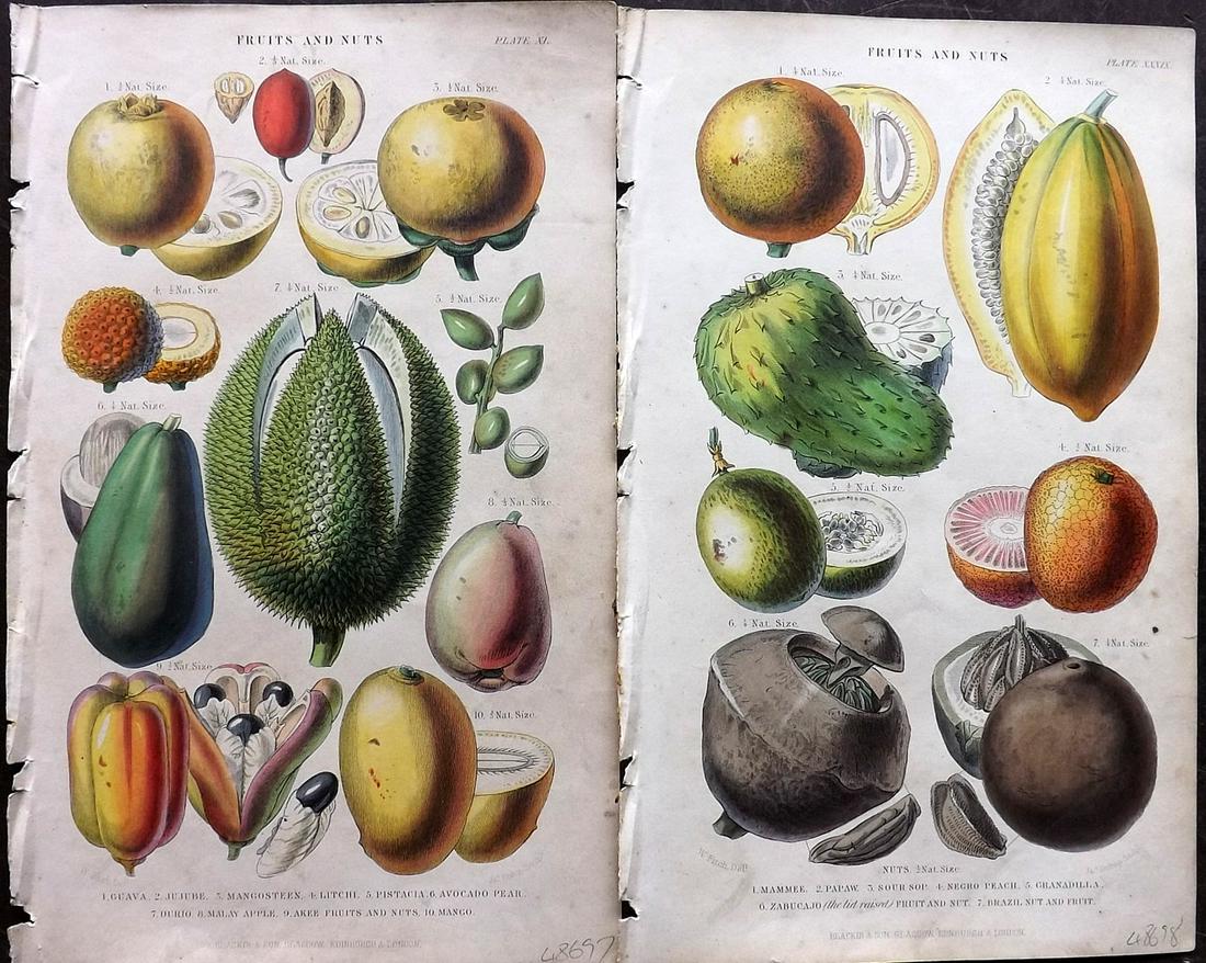 Rhind, William 1862 Pair of HC Botanical. Fruit & Nuts (1 of 2)