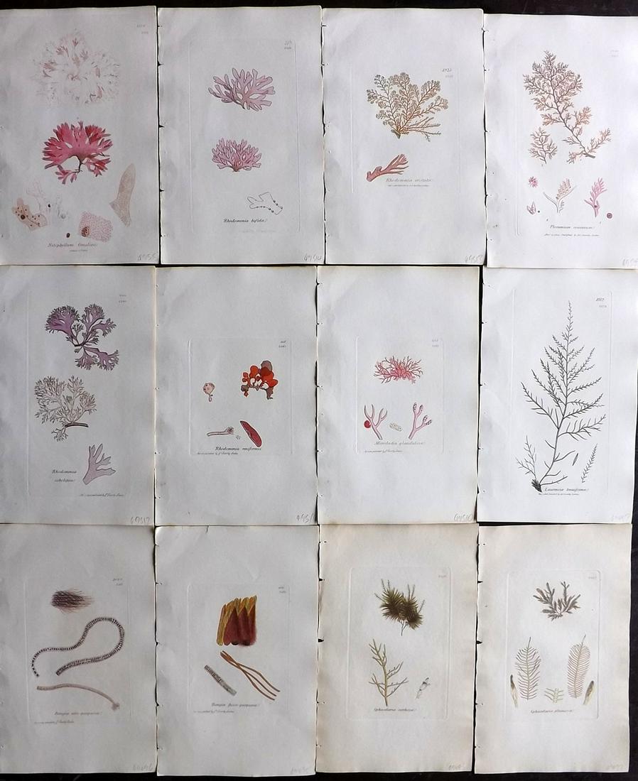 Sowerby, James 1846 Lot of 12 HCol Seaweed Prints: Full Hand Colored Etchings Published London, 1832-46 for "English Botany; or, Coloured Figures of British Plants…" Second Edition by James Sowerby and Edward Smith. Paper Size: 9 x 5.5 inch (23 x 14