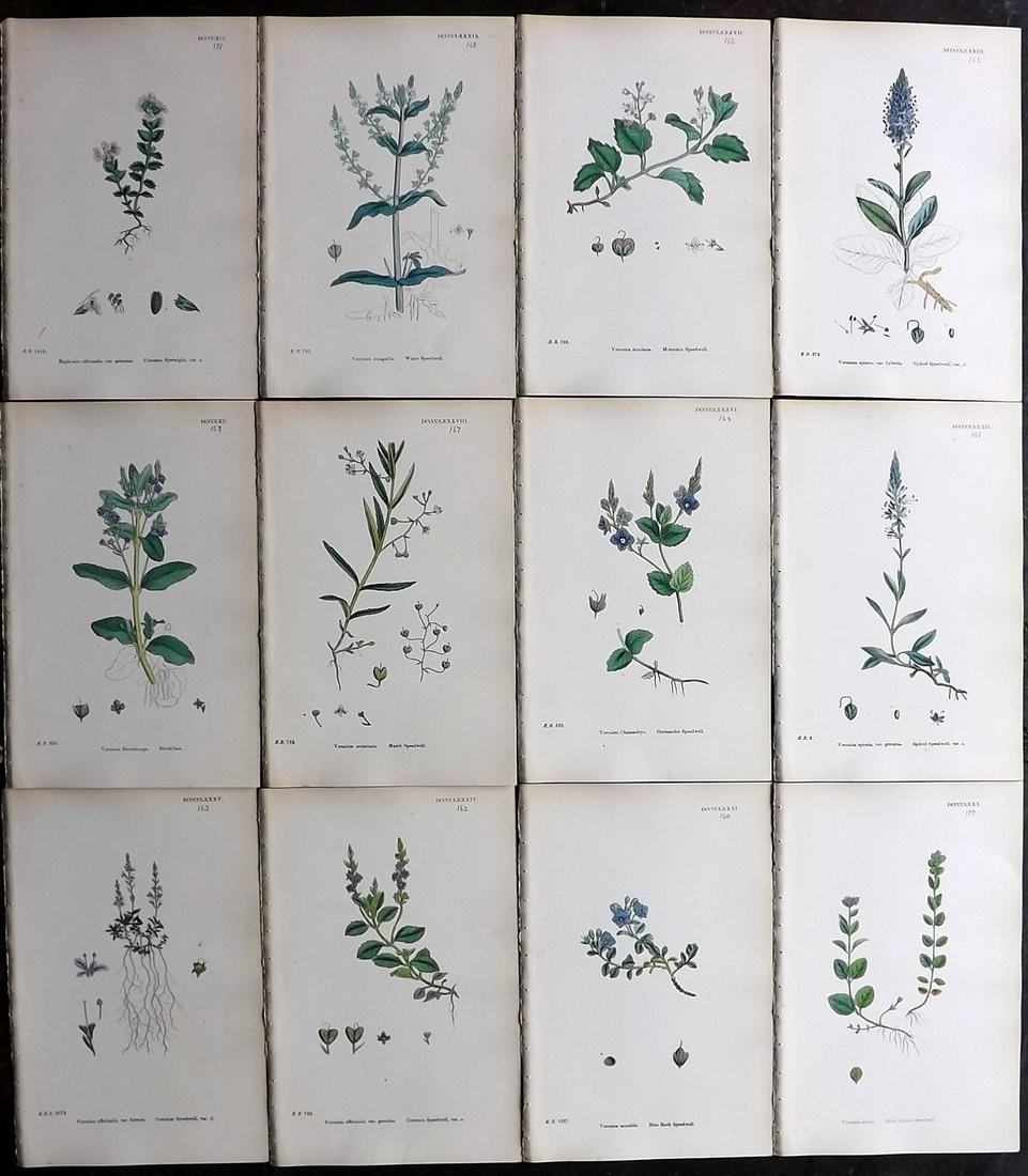Sowerby, James 1873 Lot of 12 HCol Botanical Prints (1 of 2)