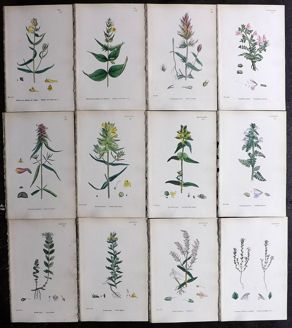 Sowerby, James 1873 Lot of 12 HCol Botanical Prints (1 of 2)
