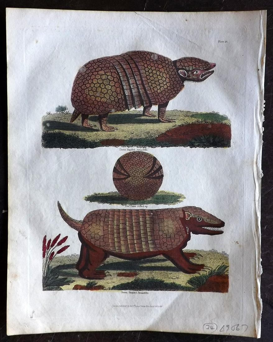 Buffon & Smellie C1821 Hand Col Print. Amadillo: Hand Colored Copper Plate Published C1821 by Thomas Kelly, London for "A Natural History, General and Particular..." by The Comte de Buffon and William Smellie. Paper Size: 10 x 8 inch (26 x 21cm) Ver