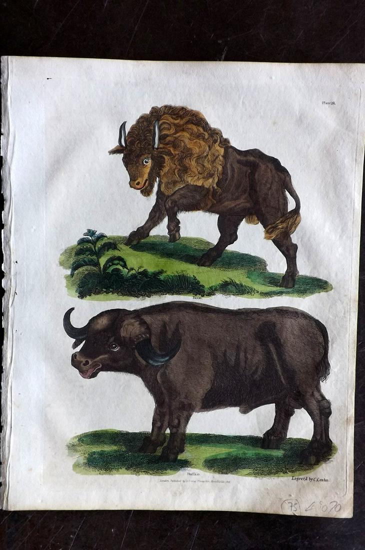Buffon & Smellie C1821 Hand Col Print. Bison, Buffalo (1 of 2)
