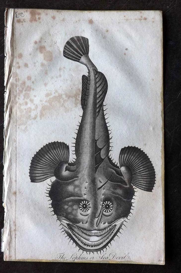 Linnaeus & Bloch 1806 Fish Print. Lophius - Monkfish: Copper Plate Published 1794-1810, London for "A Genuine and Universal System of Natural History" by Carl Linnaeus and Ebenezer Sibly. Illustrated after George Edwards, Bloch, Knorr, Buffon and others.