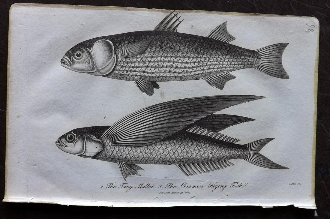 Linnaeus & Bloch 1807 Fish Print. Flying Fish: Copper Plate Published 1794-1810, London for "A Genuine and Universal System of Natural History" by Carl Linnaeus and Ebenezer Sibly. Illustrated after George Edwards, Bloch, Knorr, Buffon and others.