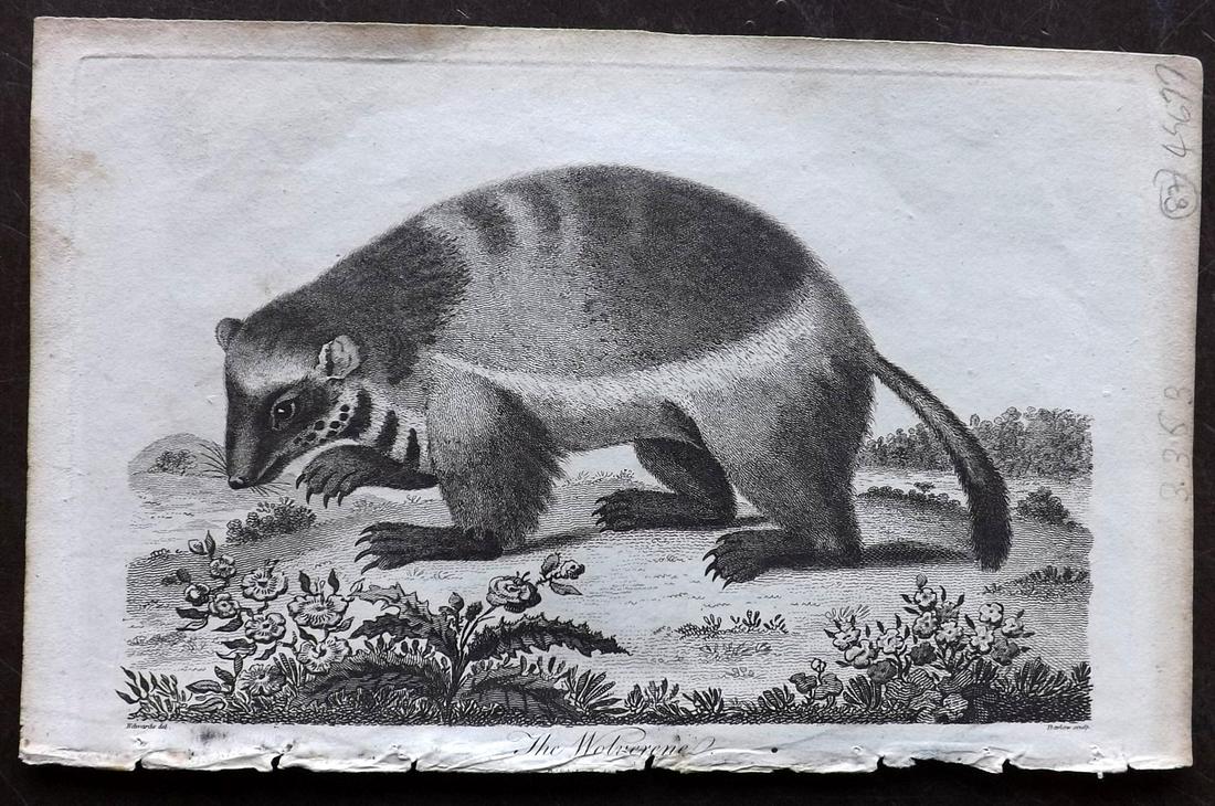 Linnaeus & Edwards C1800 Print. Wolverine (1 of 2)