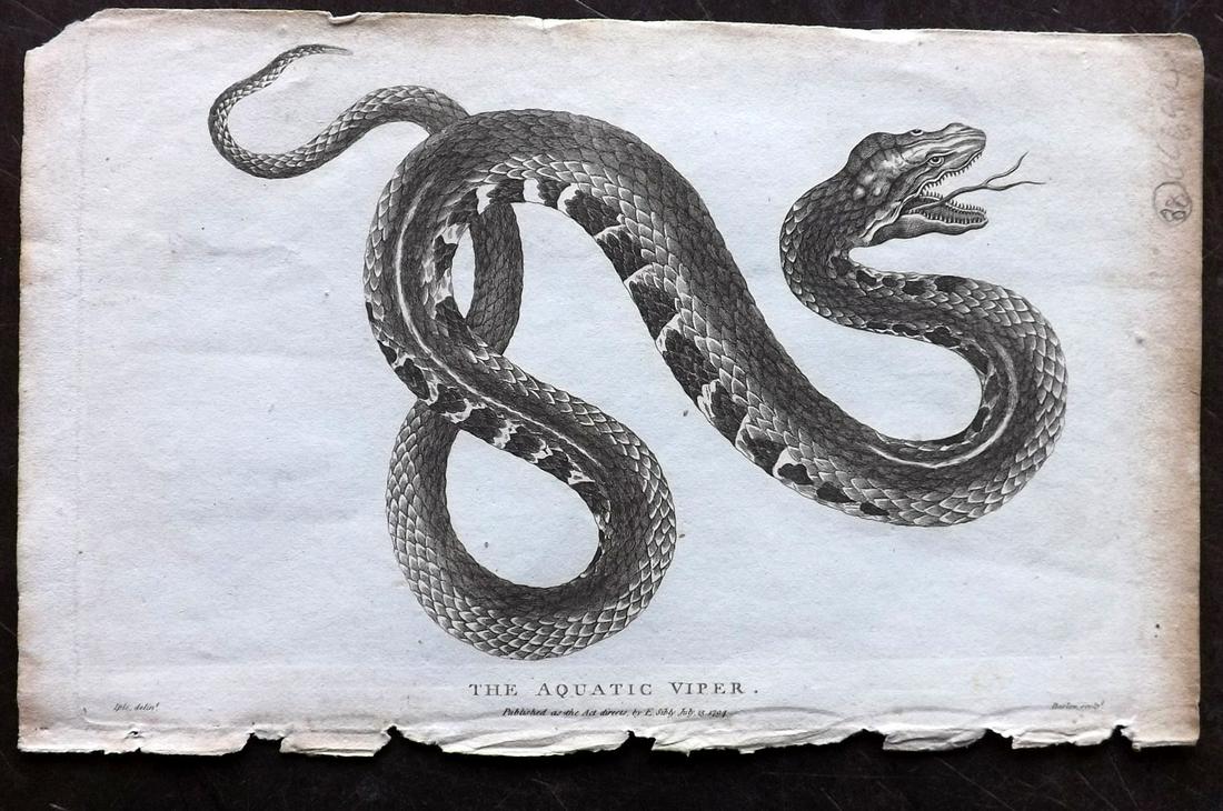 Linnaeus & Sibly 1794 Print. Aquatic Viper Snake: Copper Plate Published 1794-1810, London for "A Genuine and Universal System of Natural History" by Carl Linnaeus and Ebenezer Sibly. Illustrated after George Edwards, Bloch, Knorr, Buffon and others.