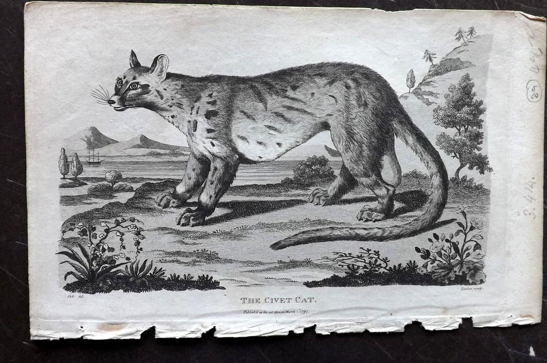 Linnaeus & Sibly 1797 Print. Civet Cat: Copper Plate Published 1794-1810, London for "A Genuine and Universal System of Natural History" by Carl Linnaeus and Ebenezer Sibly. Illustrated after George Edwards, Bloch, Knorr, Buffon and others.