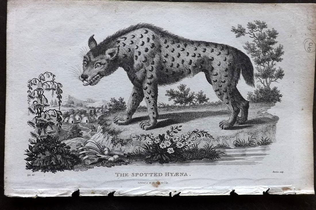 Linnaeus & Sibly 1797 Print. Spotted Hyena (1 of 2)