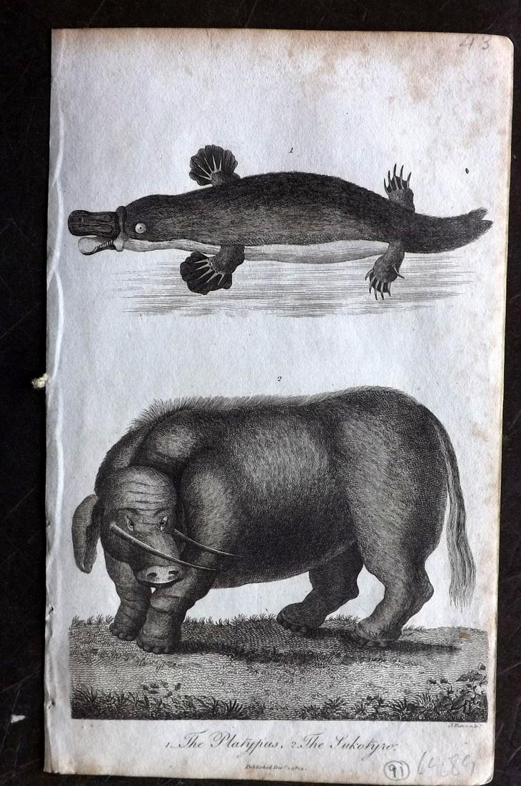Linnaeus & Sibly 1804 Print. Australia Platypus,: Copper Plate Published 1794-1810, London for "A Genuine and Universal System of Natural History" by Carl Linnaeus and Ebenezer Sibly. Illustrated after George Edwards, Bloch, Knorr, Buffon and others.