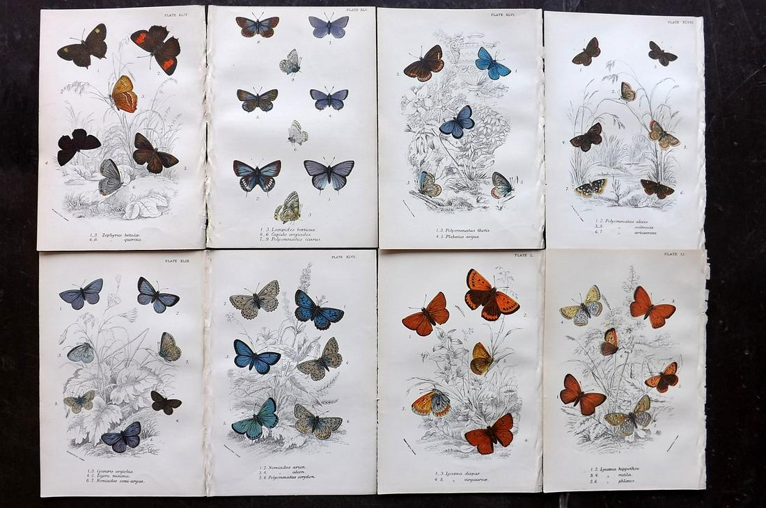 Lloyds's 1896 Lot of 8 Antique Butterfly Prints (1 of 2)
