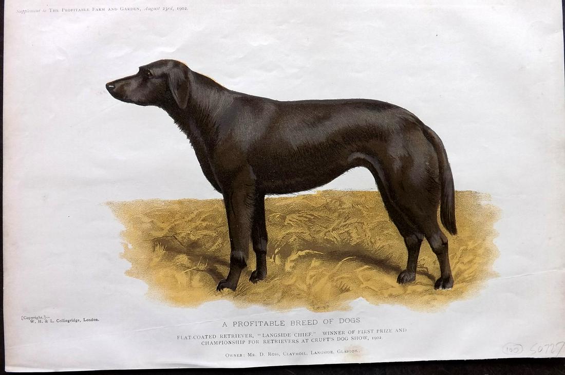 Profitable Farm & Garden 1902 Dog Print. Retriever (1 of 2)