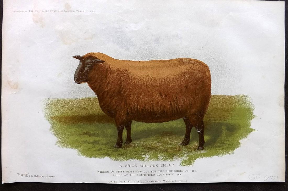 Profitable Farm & Garden 1902 Folio Print Suffolk Sheep (1 of 2)