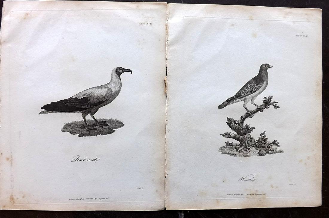 Bruce, James 1813 Pair of Antique Bird Prints (1 of 2)
