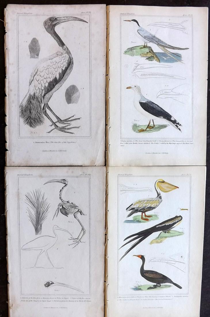 Cuvier, Baron 1837 Lot of 4 Bird Prints (1 of 2)