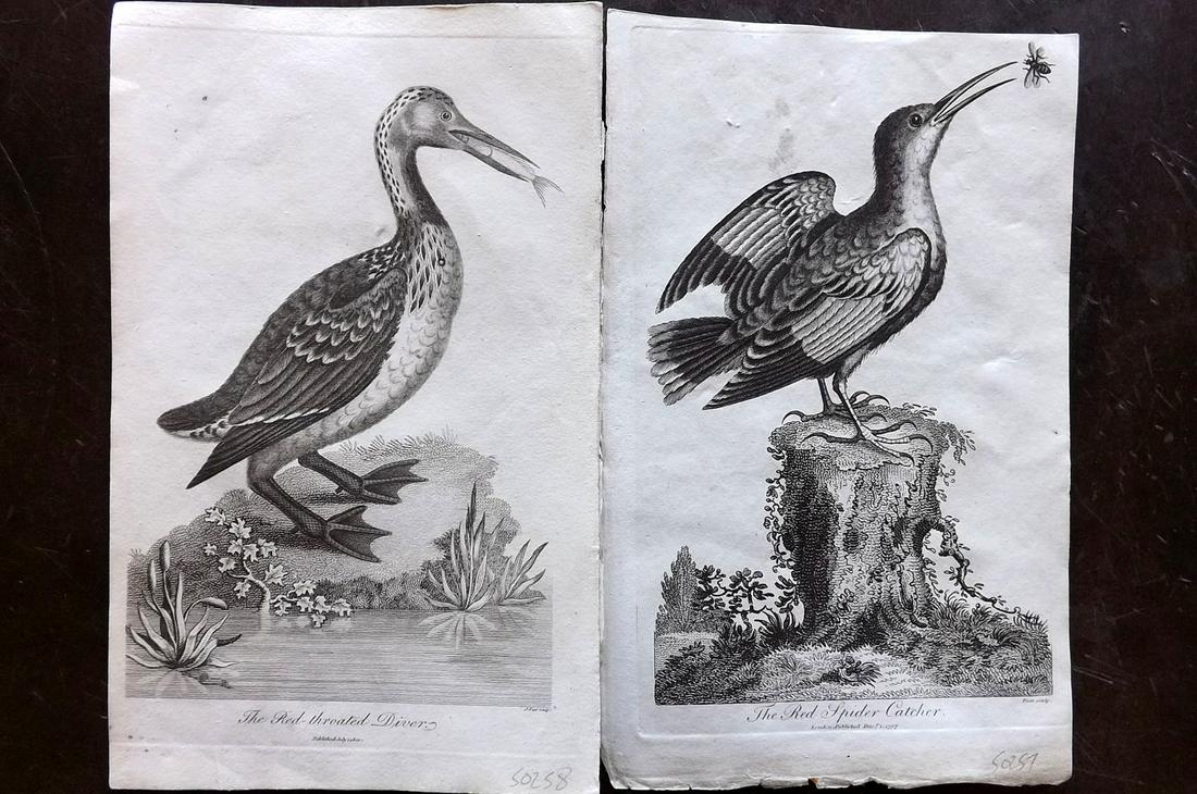 Linnaeus & George Edwards 1813 Pair of Bird Prints (1 of 2)