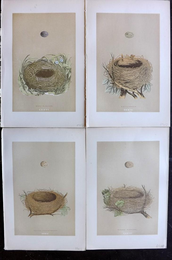 Morris, Francis 1896 Lot of 4 Antique Bird Nest Prints: Woodblocks Published 1896 by John C. Nimmo, London for "A Natural History of the Nests and Eggs of British Birds" By the Rev. Francis Orpen Morris, printed Benjamin Fawcett. Printed in colours and fin