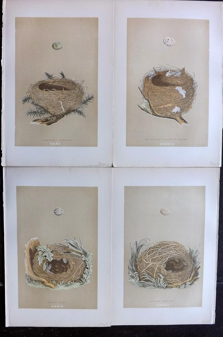 Morris, Francis 1896 Lot of 4 Antique Bird Nest Prints: Woodblocks Published 1896 by John C. Nimmo, London for "A Natural History of the Nests and Eggs of British Birds" By the Rev. Francis Orpen Morris, printed Benjamin Fawcett. Printed in colours and fin