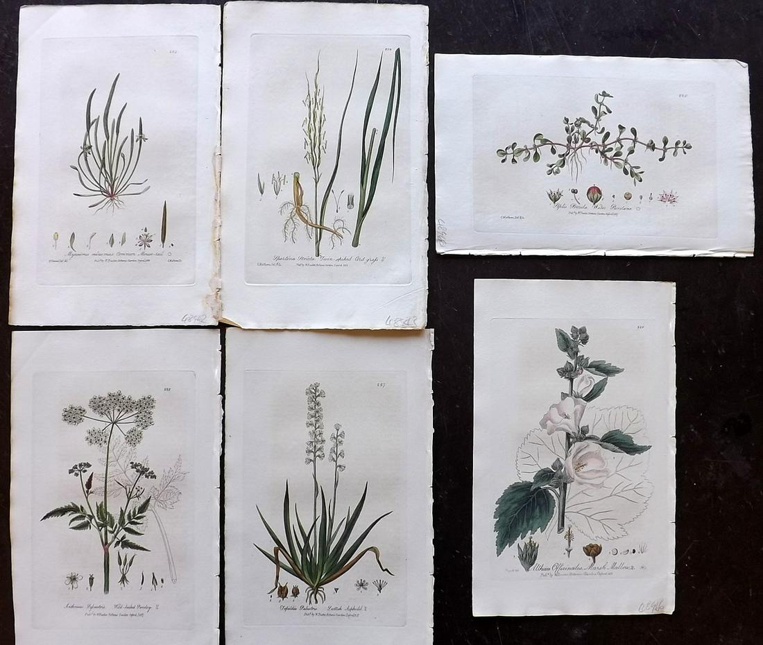 Baxter, William 1836 Lot 6 Hand Col Botanical Prints: Hand Colored Etchings Published 1834-43, Oxford for "British Phaenogamous Botany; or, Figures and Descriptions of British Flowering Plants" by William Baxter. Paper Size: 9 x 5.5 inch (23 x 14cm) Very