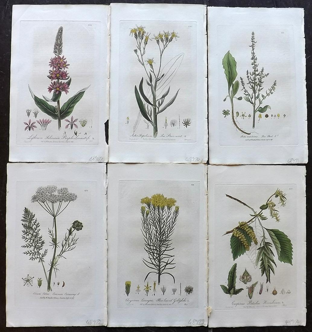 Baxter, William 1836 Lot 6 Hand Col Botanical Prints: Hand Colored Etchings Published 1834-43, Oxford for "British Phaenogamous Botany; or, Figures and Descriptions of British Flowering Plants" by William Baxter. Paper Size: 9 x 5.5 inch (23 x 14cm) Very