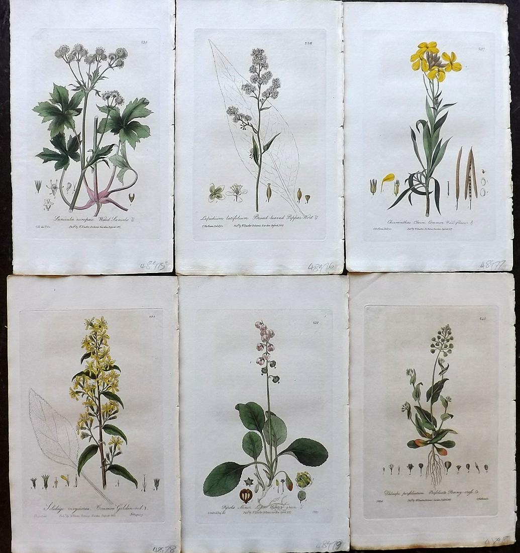 Baxter, William 1836 Lot 6 Hand Col Botanical Prints (1 of 2)