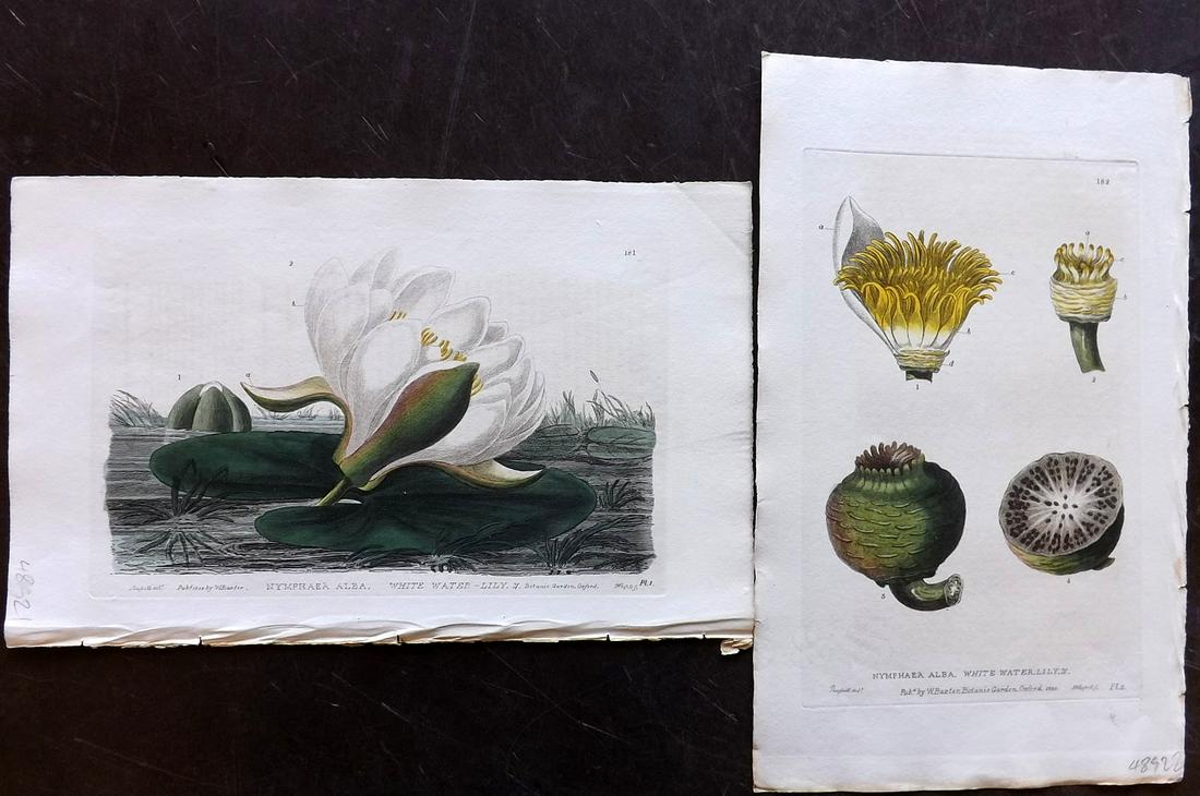 Baxter, William 1836 Pair of HC Prints. Water Lilies (1 of 2)