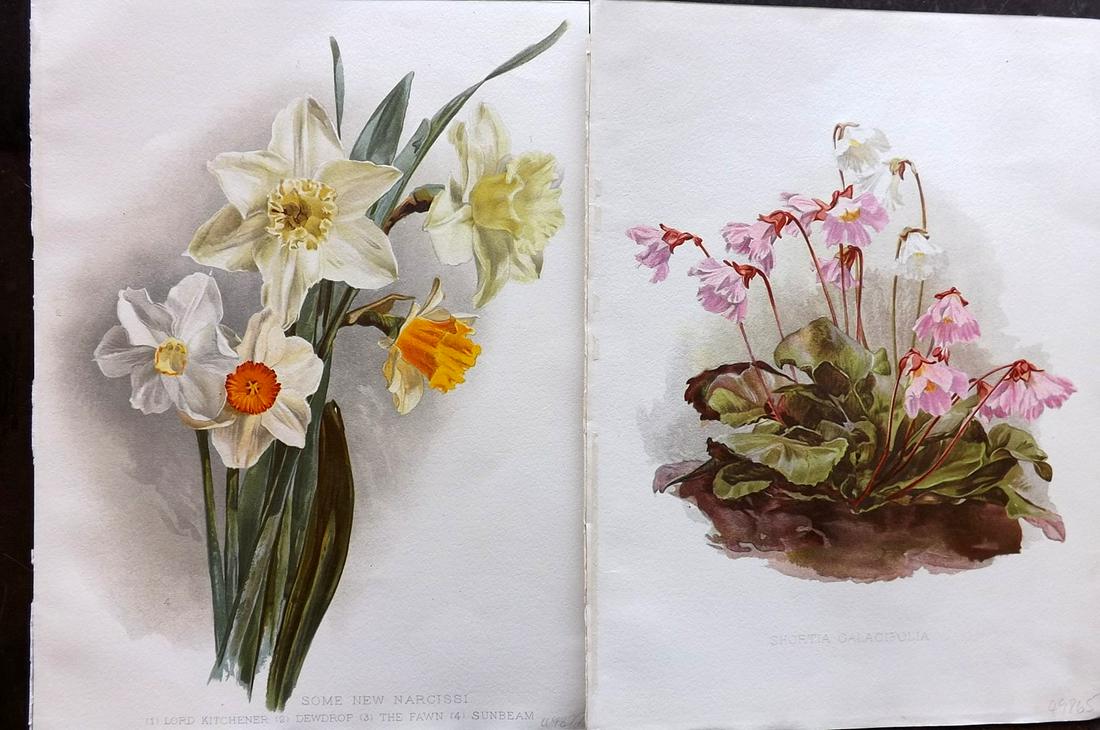 Moon, Henry 1905 Pair of Folio Botanical Prints (1 of 2)