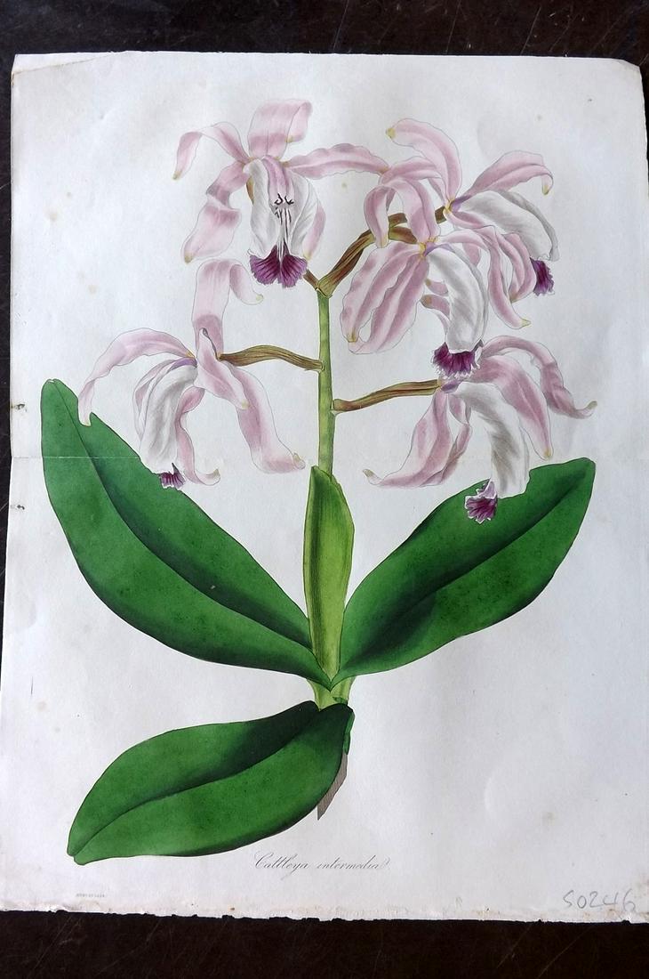Paxton, Joseph 1834 HC Double Botanical. Orchid (1 of 2)
